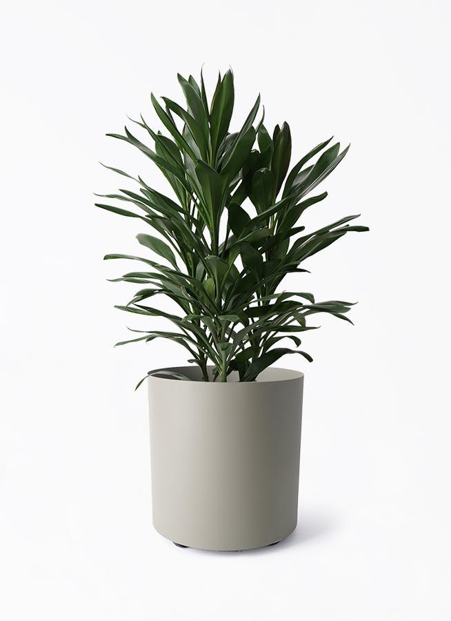 ドラセナ コンパクタ 観葉植物 100cm 8号 インテリアグリーン 観葉植物