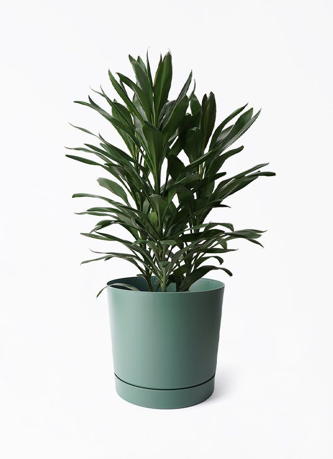 ドラセナ グローカル | 観葉植物通販HitoHana(ひとはな)