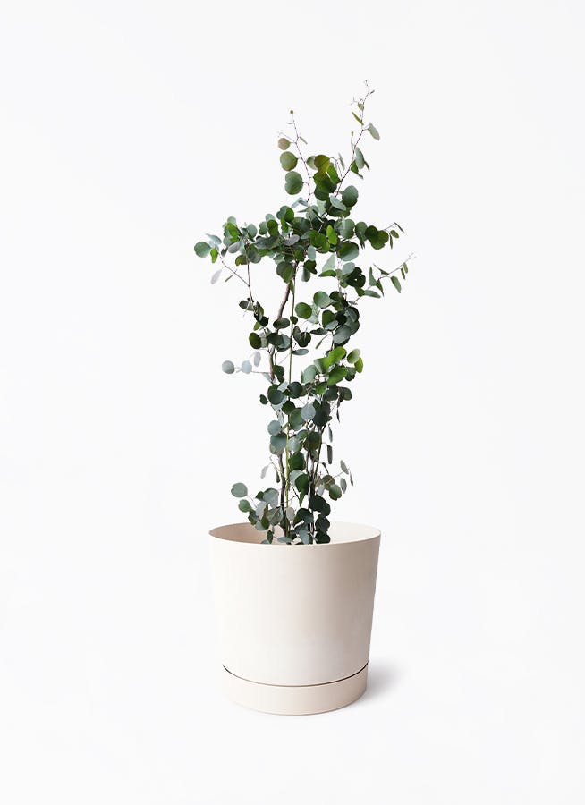 8号サイズの観葉植物 | 通販専門店 HitoHana（ひとはな）