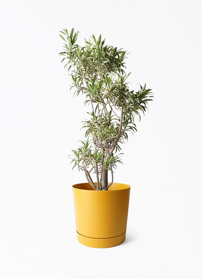 観葉植物 ドラセナ ソングオブインディア 観葉植物 ドラセナ ソング オブ インディア 10号 エコストーン