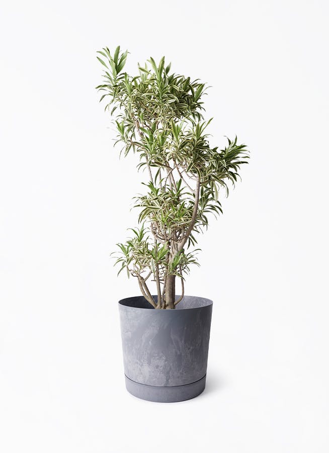 8号サイズの観葉植物 | 通販専門店 HitoHana（ひとはな）