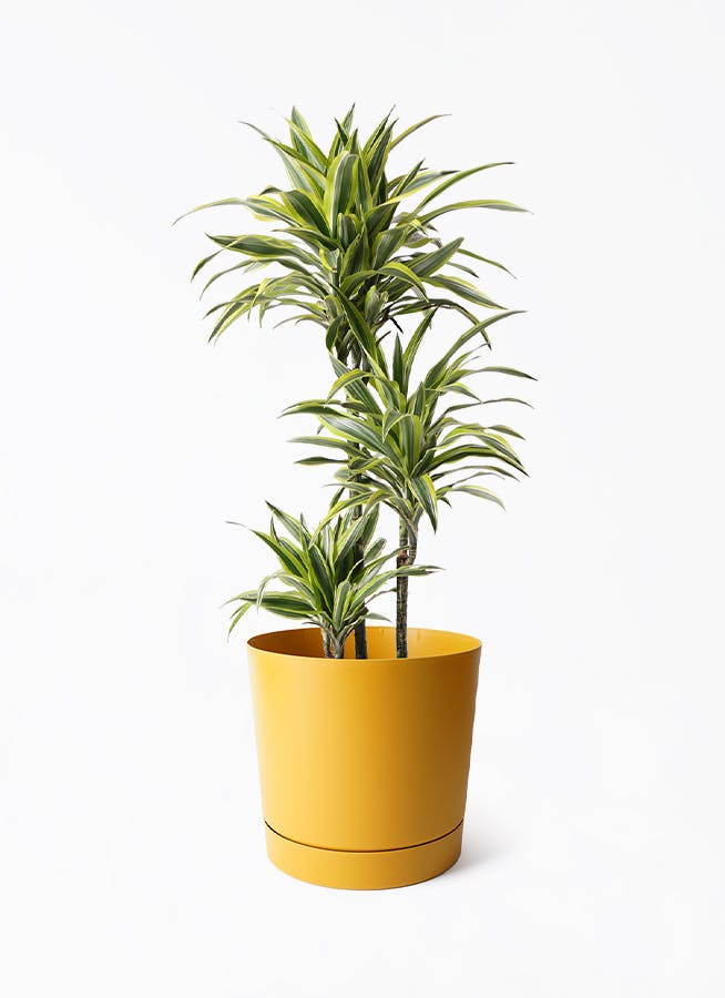 観葉植物 ドラセナ ワーネッキー レモンライム 8号 プロスパー
