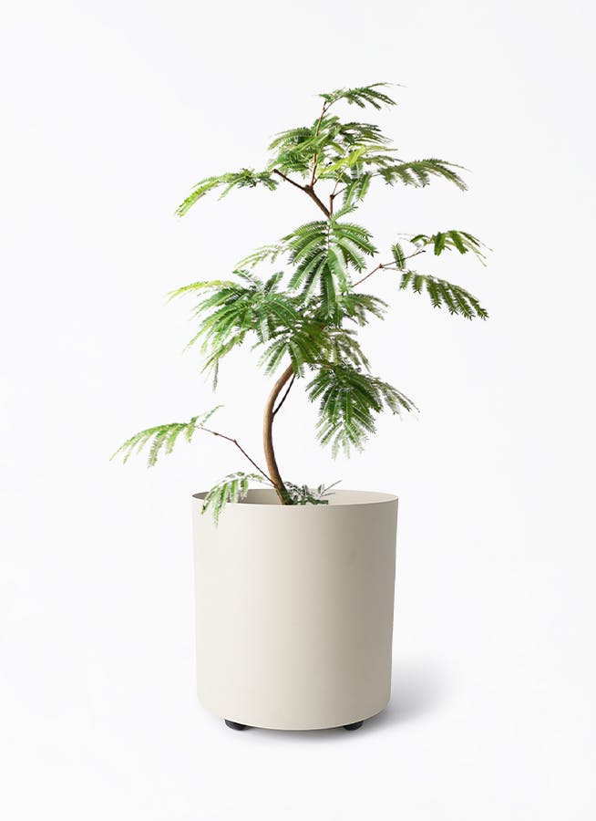 エバーフレッシュ 8号 | 観葉植物 | インテリアやギフトに