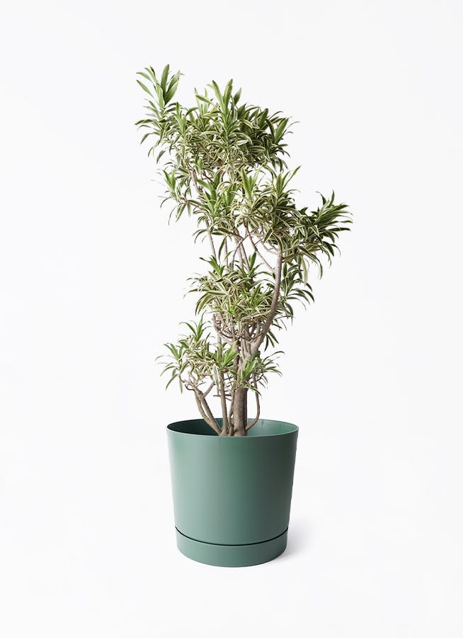 観葉植物 ドラセナ ソング オブ インディア 8号 プロスパー