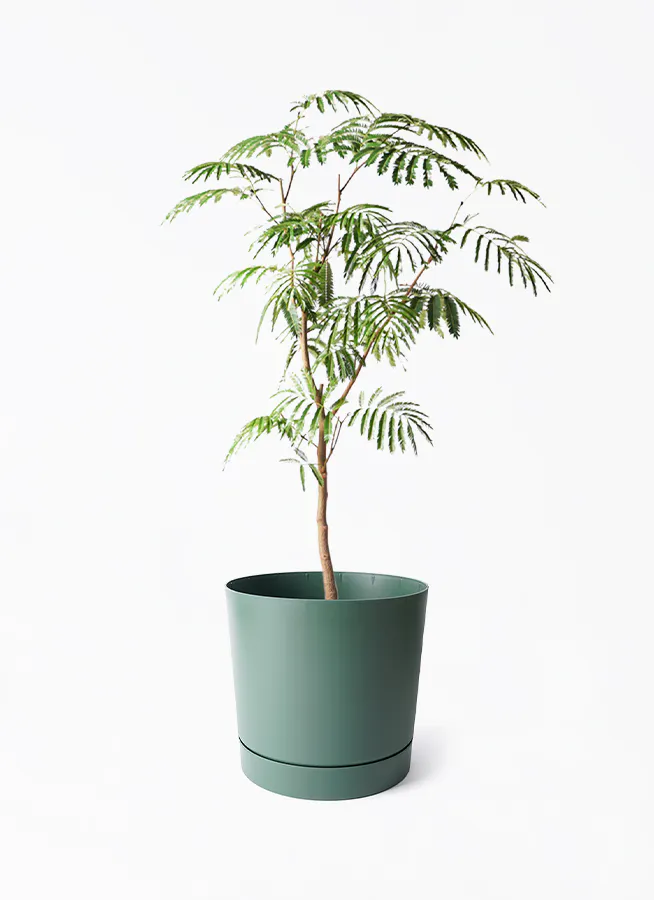 エバーフレッシュ | 観葉植物の通販ならHitoHana（ひとはな）