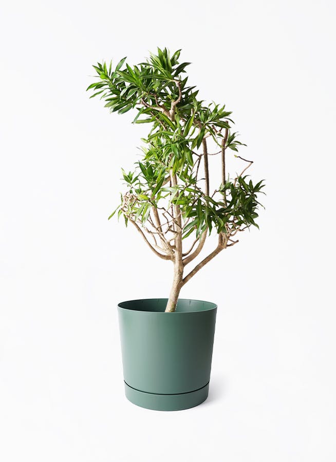 その他観葉植物 Atsuo Toda おまかせ 観葉植物 15点セット – inakougei