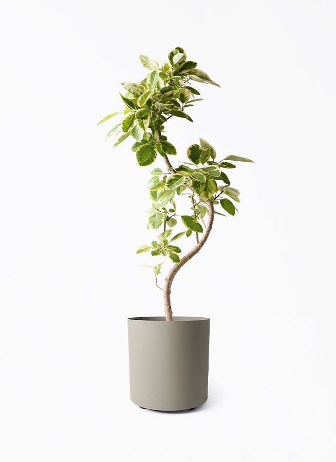 フィカス アルテシーマ | 観葉植物通販 HitoHana