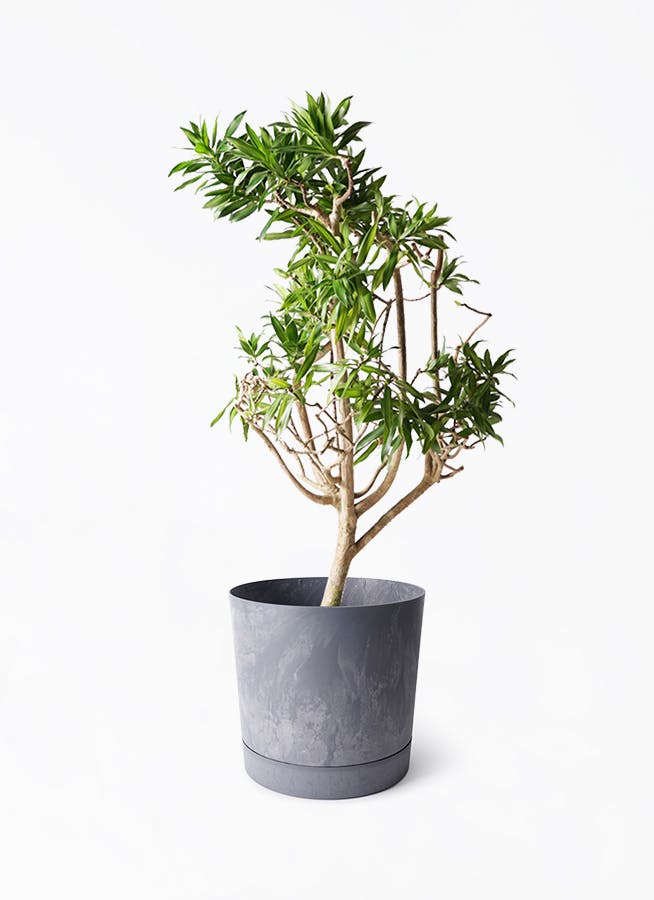 8号サイズの観葉植物 | 通販専門店 HitoHana（ひとはな）