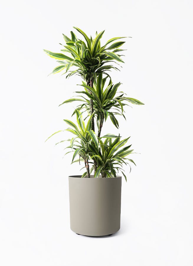 観葉植物 ドラセナ ワーネッキー レモンライム 10号 フェルム 