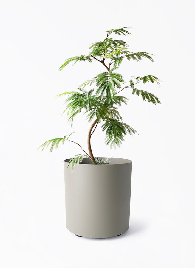エバーフレッシュ 曲がり | 観葉植物通販 Hitohana（ひとはな）