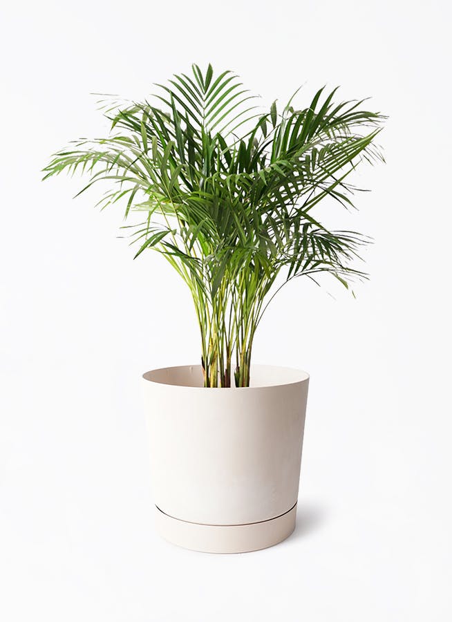 アレカヤシ | 観葉植物の通販ならHitoHana（ひとはな）