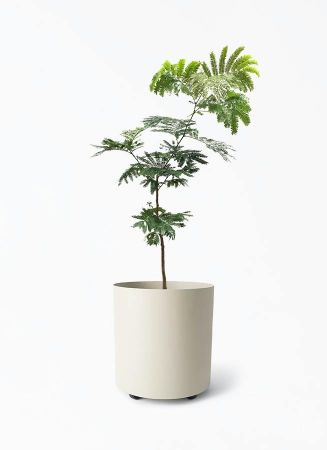 エバーフレッシュ | 観葉植物の通販ならHitoHana（ひとはな）