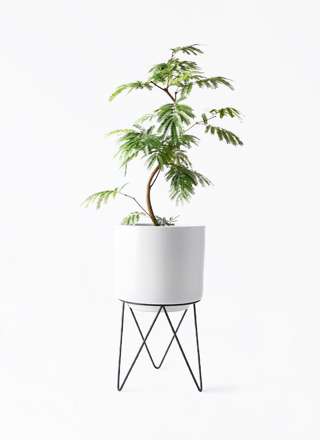 エバーフレッシュ 曲がり | 観葉植物通販 Hitohana（ひとはな）