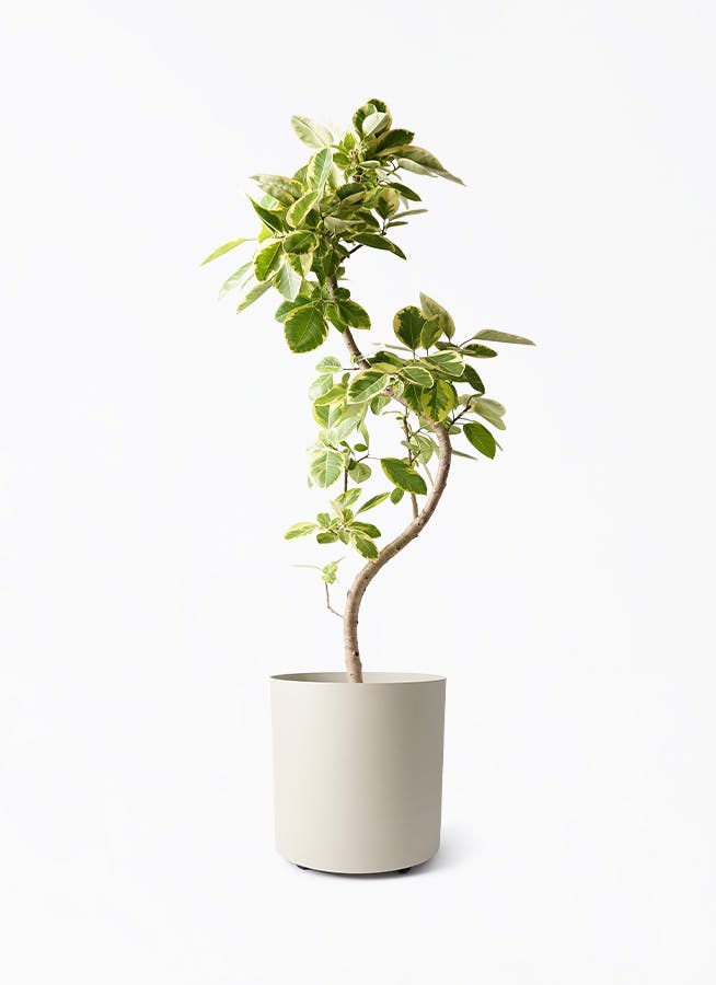 フィカス アルテシーマ | 観葉植物通販 HitoHana