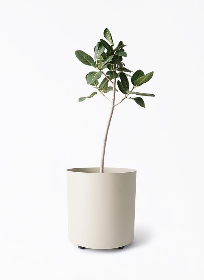 ♡berry♡ フィカス ベンガレンシス 140cm８号 フィカス・ベンガレンシス 8号の通販 | 観葉植物通販AONOKI