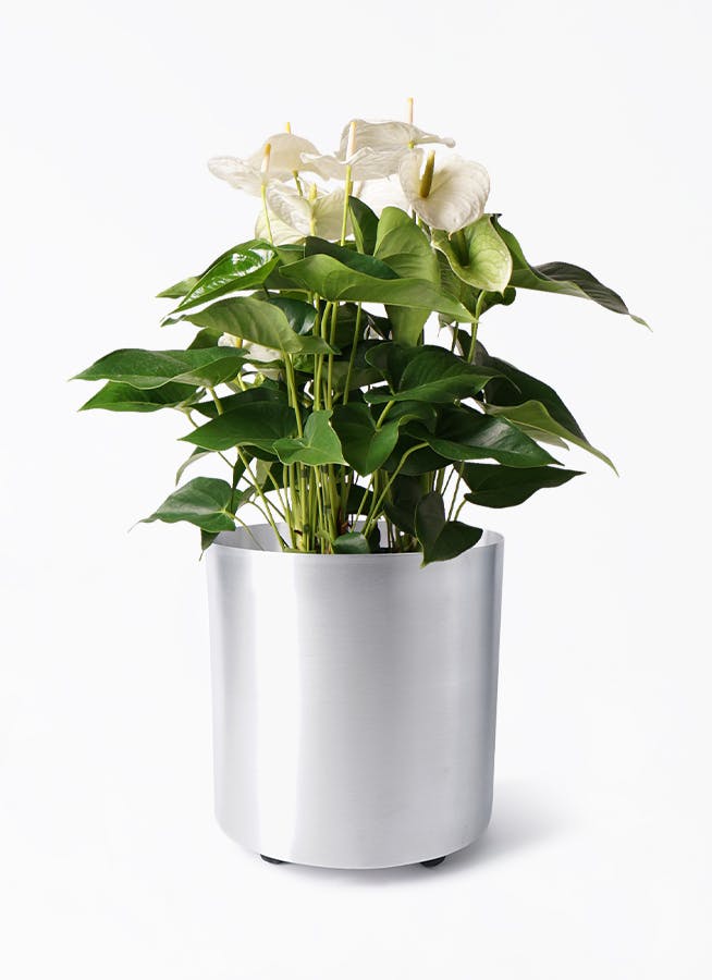 アンスリウム 8号 | 観葉植物 | 送料無料でお届け - Hitohana（ひとはな）