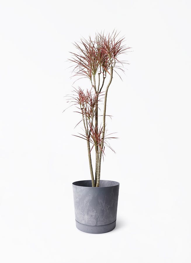 8号サイズの観葉植物 | 通販専門店 HitoHana(ひとはな) 8号サイズの観葉植物 | 通販専門店 HitoHana(ひとはな)