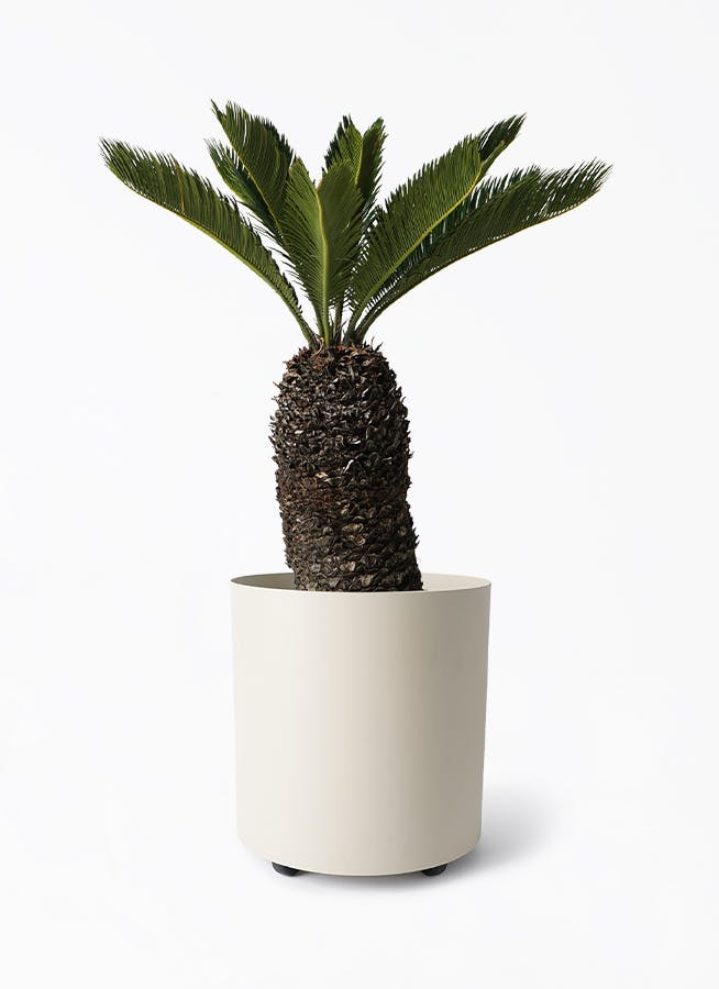 ソテツ | 観葉植物の通販ならHitoHana（ひとはな）