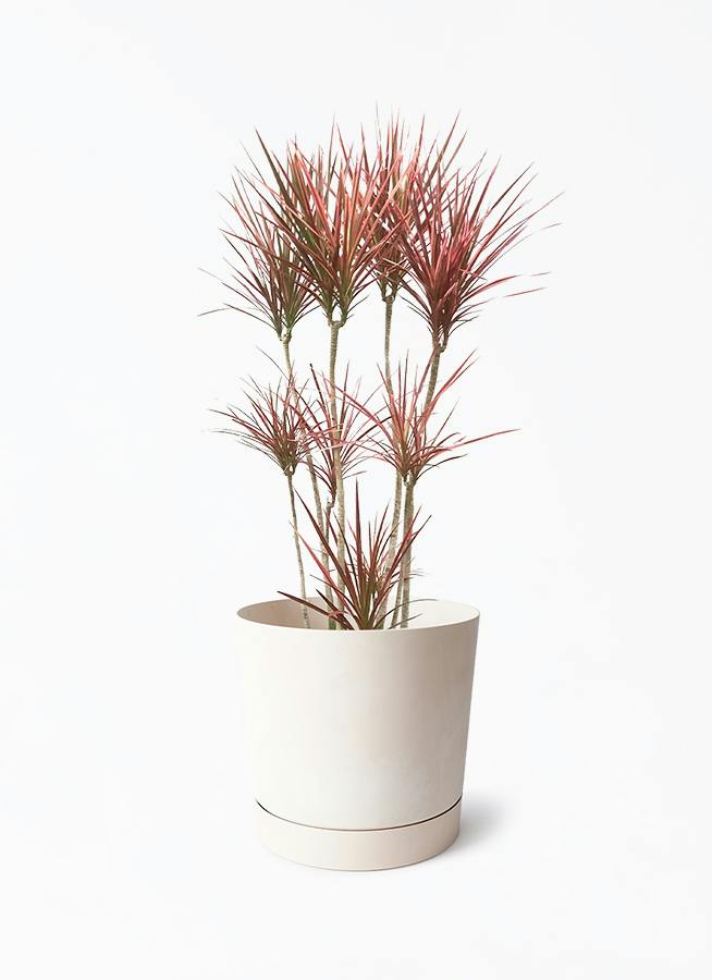 観葉植物 ドラセナ コンシンネ スカーレットアイビス 8号 寄せ