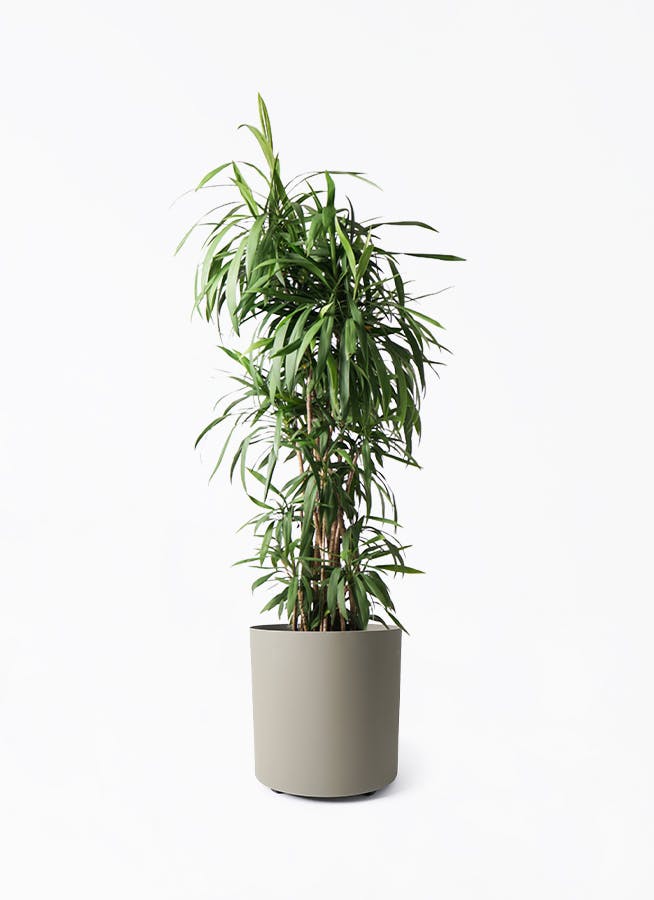 観葉植物 コルディリネ (コルジリネ) ストリクタ 10号 フェルム