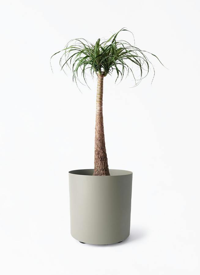 観葉植物 トックリラン ポニーテール 8号 フェルム シリンダー