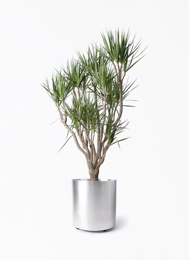 ドラセナ コンシンネ 一本立ち | 観葉植物 | インテリアやギフトに