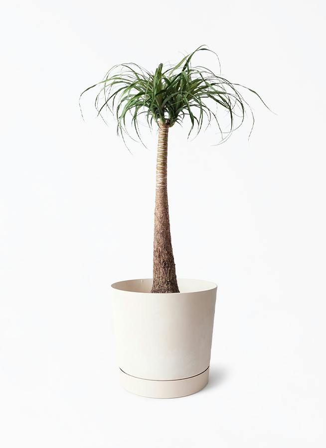 8号サイズの観葉植物 | 通販専門店 HitoHana（ひとはな）