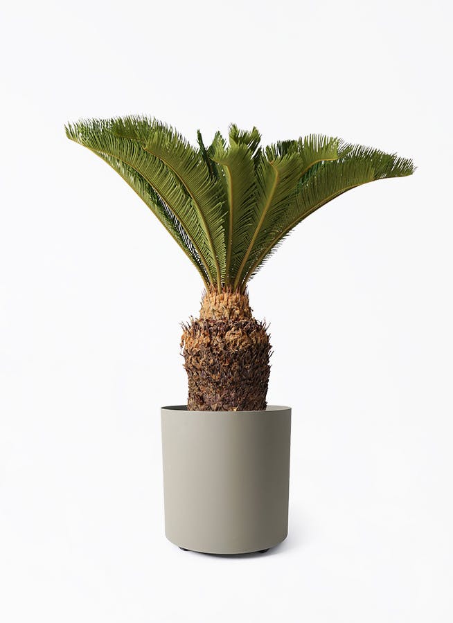 ソテツ | 観葉植物の通販ならHitoHana（ひとはな）