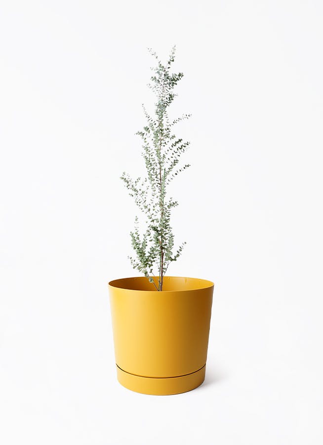 ユーカリ グニー | 観葉植物 | インテリアやギフトに - Hitohana（ひと