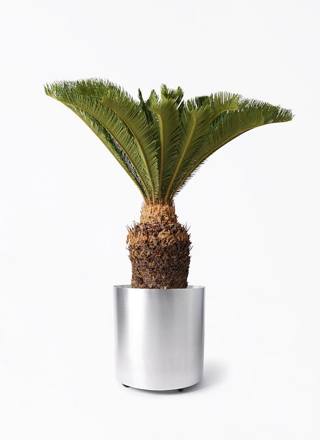 ソテツ | 観葉植物の通販ならHitoHana（ひとはな）