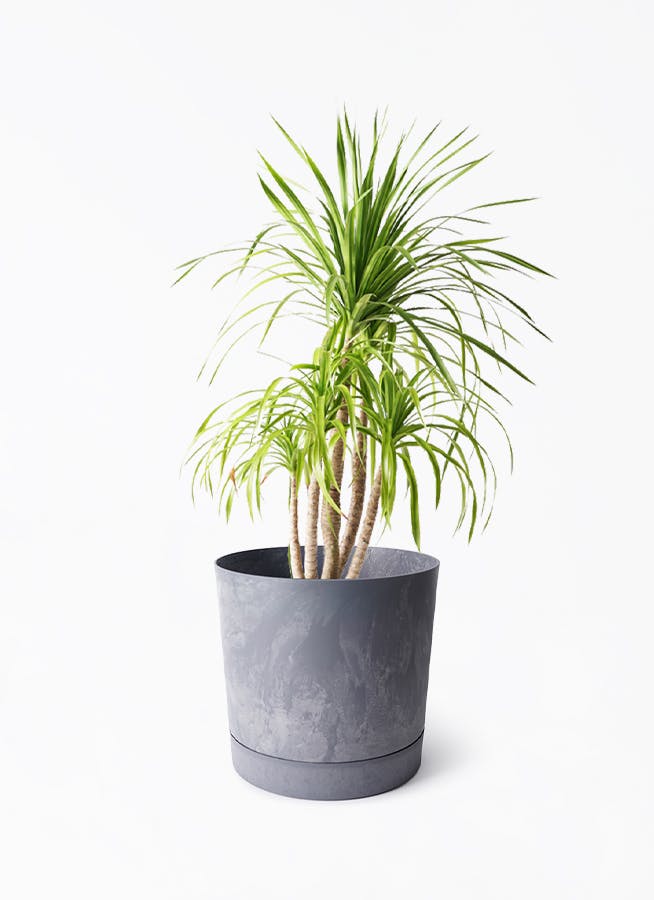 ドラセナ カンボジアーナ | 観葉植物通販HitoHana(ひとはな)