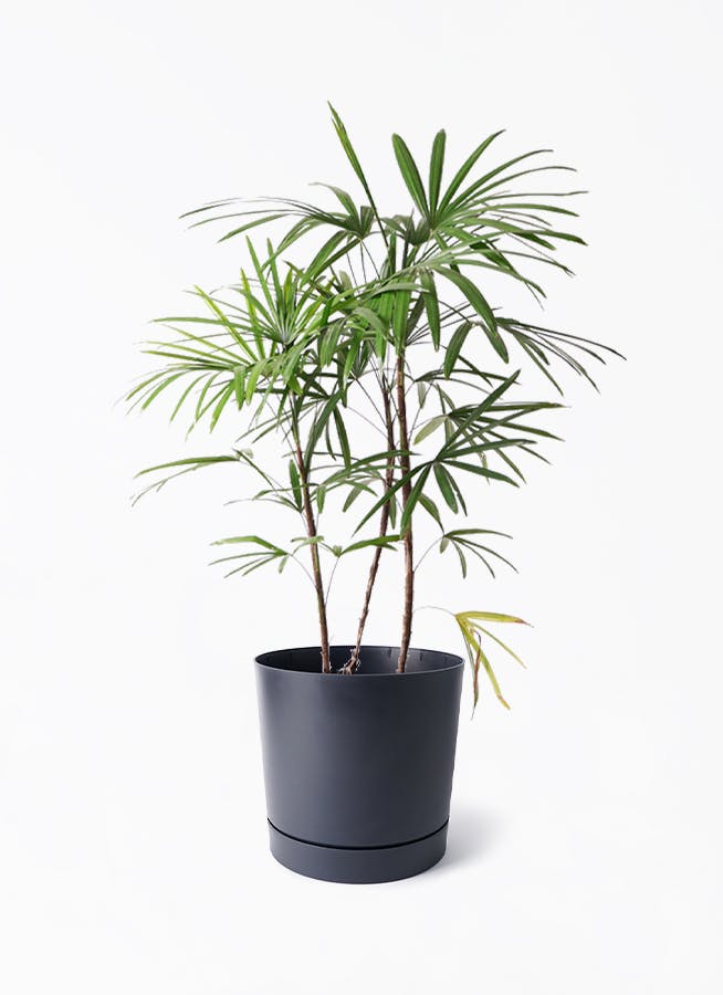 シュロチク（棕櫚竹） | 観葉植物の通販ならHitoHana（ひとはな）