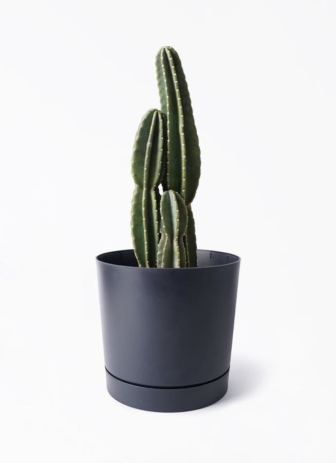 柱サボテン | 観葉植物の通販ならHitoHana（ひとはな）