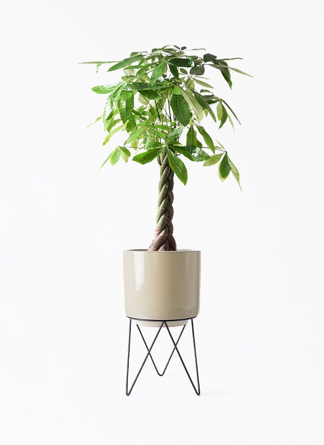 パキラ ねじり | 観葉植物の通販ならHitoHana（ひとはな）