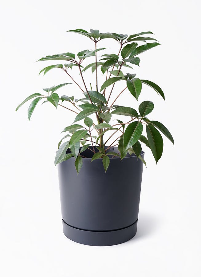 ツピダンサス | 観葉植物通販 HitoHana(ひとはな)