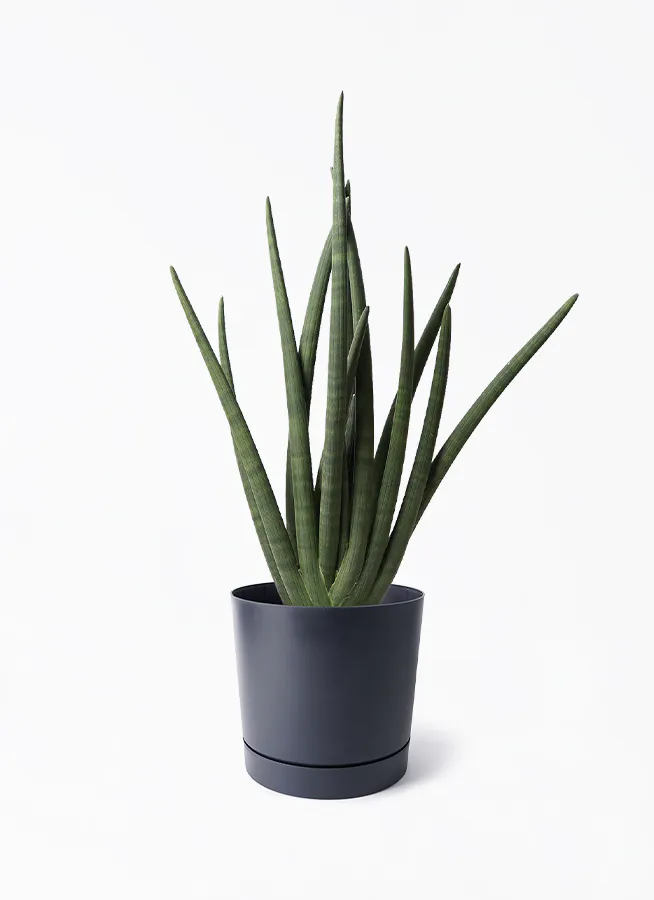 サンスベリア スタッキー | 観葉植物 | インテリアやギフトに 