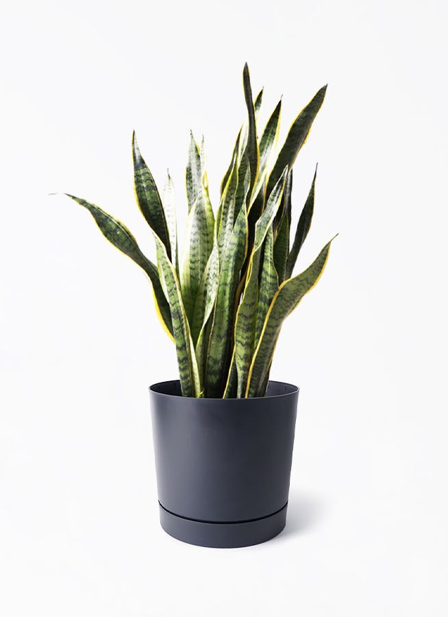 サンスベリア 大型 | 観葉植物通販HitoHana(ひとはな)