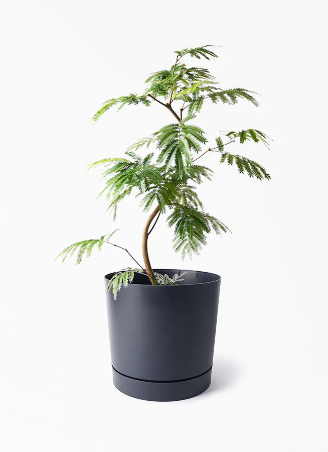 エバーフレッシュ 大型 | 観葉植物通販HitoHana(ひとはな)