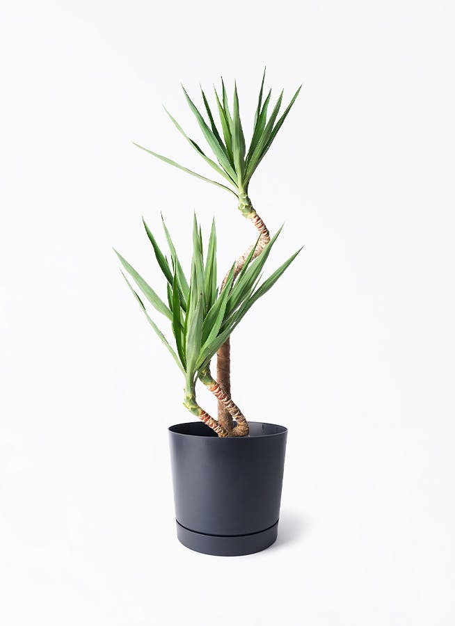 8号サイズの観葉植物 | 通販専門店 HitoHana（ひとはな）