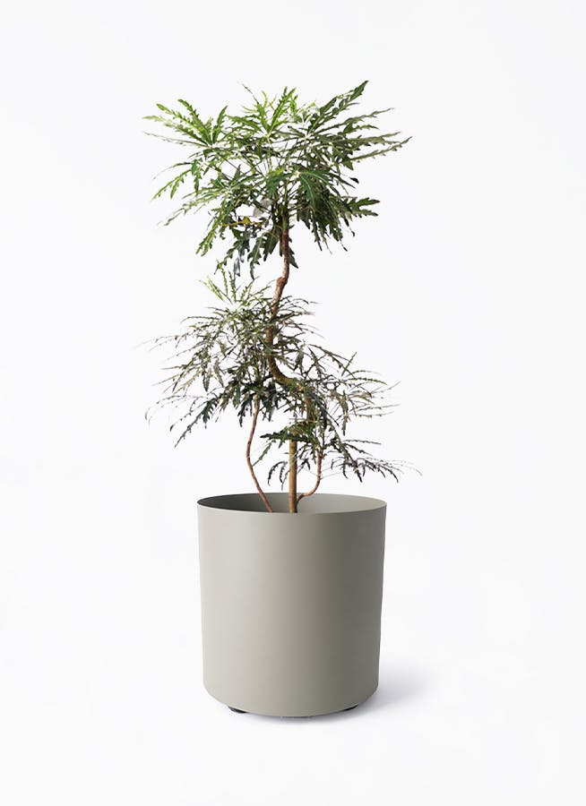 グリーンアラレア