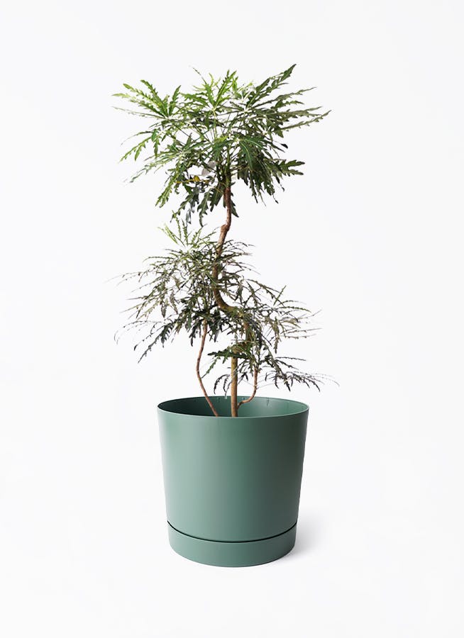植物 観葉植物 グリーンアラレア 8号 曲り フォレストトール ブラック