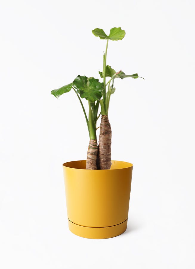 アロカシア オドラ（クワズイモ） | 観葉植物通販HitoHana