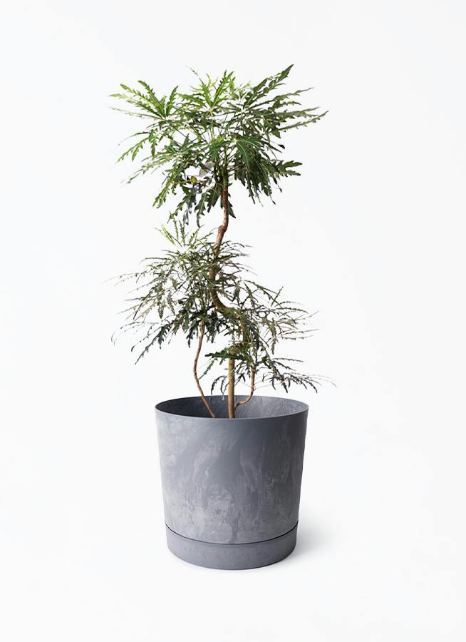 グリーンアラレア 8号 | 観葉植物通販HitoHana(ひとはな)