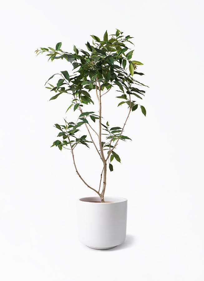 アマゾンオリーブ (ムラサキフトモモ) | 観葉植物通販HitoHana