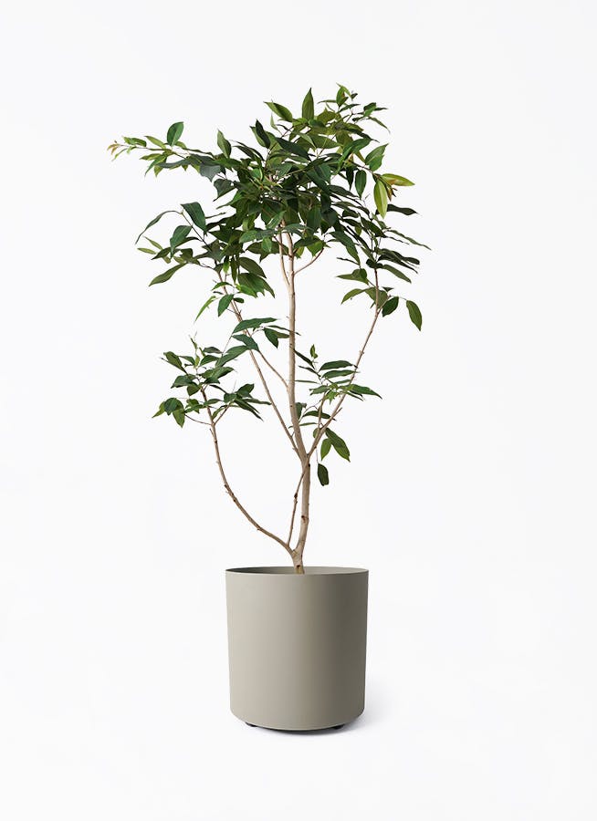 観葉植物 ユーカリ 10号 グニー フェルム シリンダー オリーブグリーン