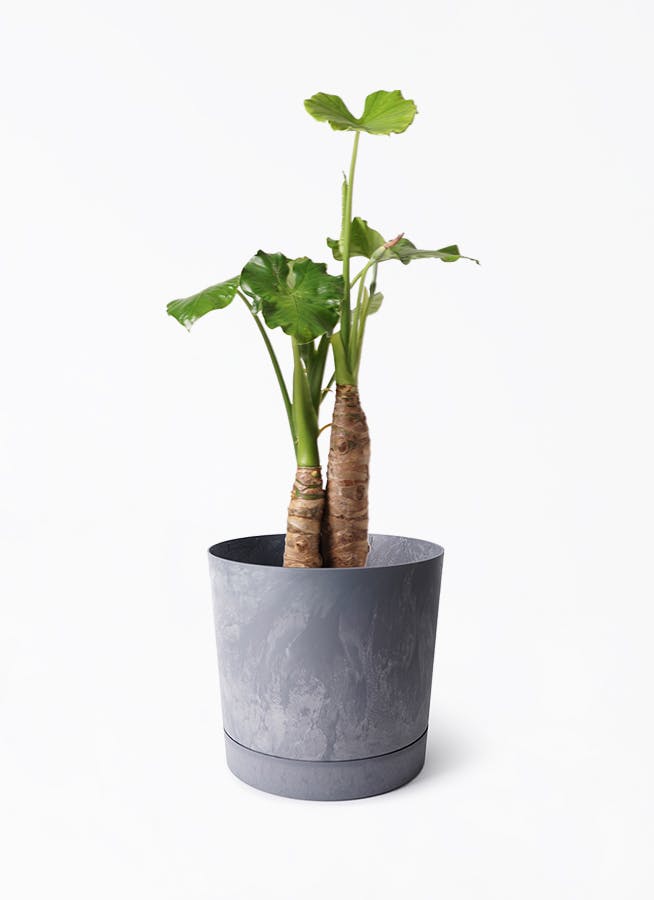 8号サイズの観葉植物 | 通販専門店 HitoHana（ひとはな）