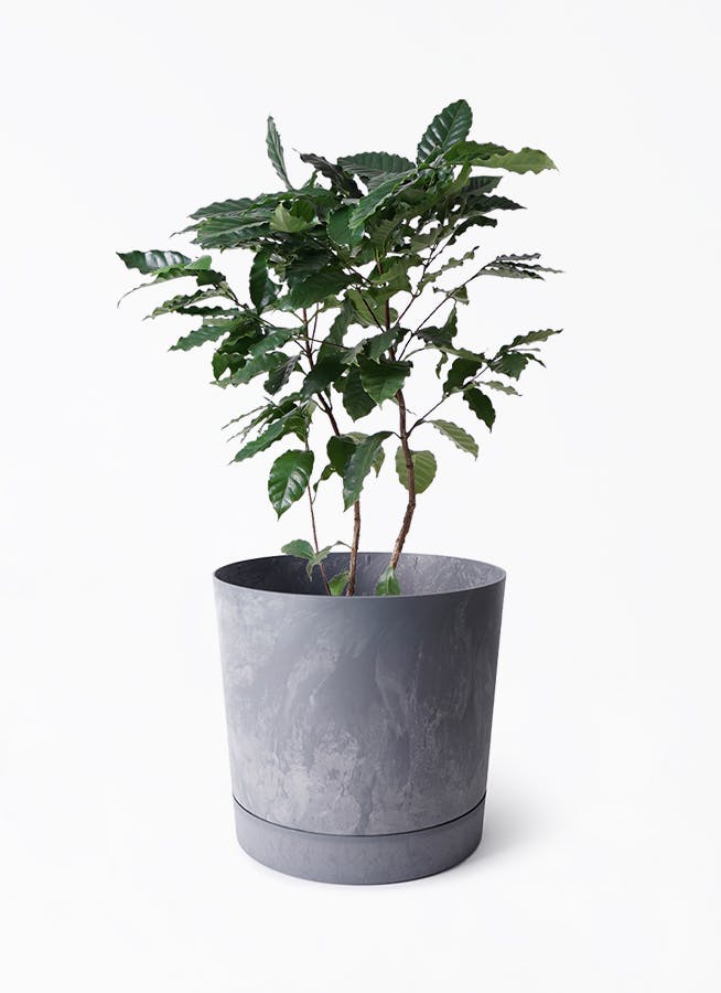 8号サイズの観葉植物 | 通販専門店 HitoHana（ひとはな）