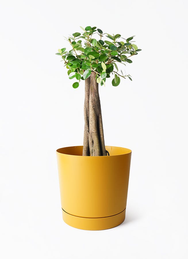 ガジュマル 8号 | 観葉植物通販HitoHana(ひとはな)