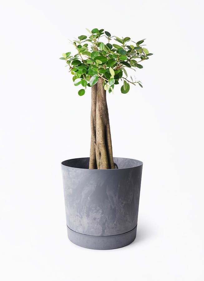 ガジュマル 8号 | 観葉植物通販HitoHana(ひとはな)