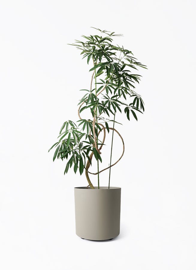 雲南シュロチク　観葉植物　　三本立て　レア 雲南シュロチク 観葉植物 三本立て レア - メルカリ